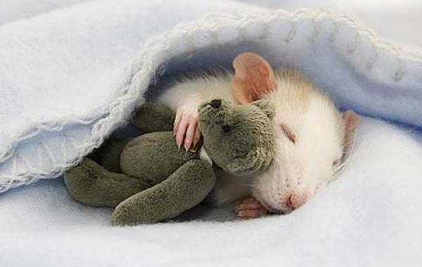 Счастливы вместе, животные