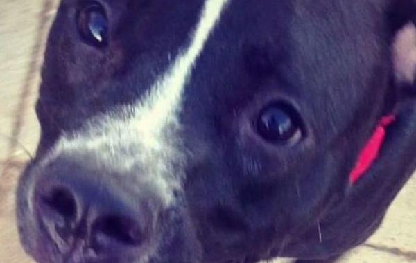 питбуль боится дверных проемов, питбуль проходит задом в двери, собака заходит задом в двери