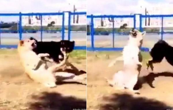 Капоэйра по-собачьи, Капоэйра  собака, эпичный кувырок собаки, собака падала сальто