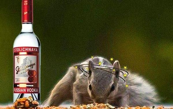 пьяная белка, белка наелась забродивших яблок, белка опьянела