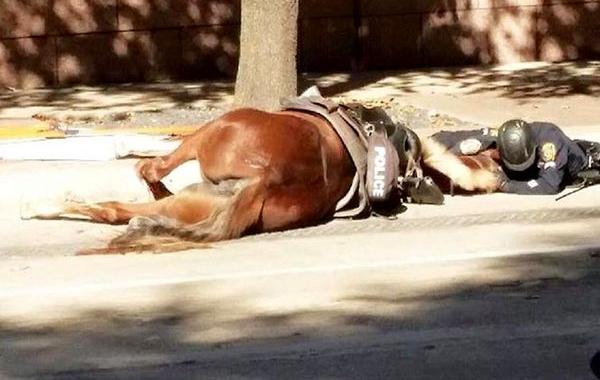 лошадь Шарлотта, полицейский обнимает умирающую лошадь, полицейский не бросил лошадь сбил грузовик
