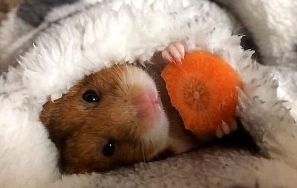 хомяк жует морковку под одеялом, хомяк есть морковку под одеялом