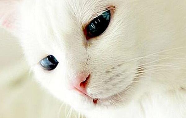 кошка с шикарными глазами, кошка красивая пока не заснет, Сетсу, Setsu