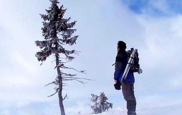 самое старое дерево в мире, Old Tjikko, Старый Тикко, Лейф Куллман, Leif Kullman