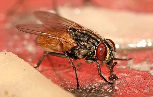 насекомые соседи, опасные насекомые в доме, чем опасны насекомые дома