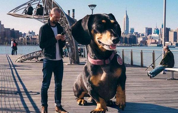 Если бы моя маленькая собака была большая, большая такса фотошоп, огромная такса в городе