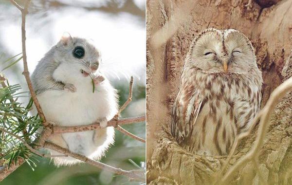 Hokkaido  cute animals, Хоккайдо милые животные