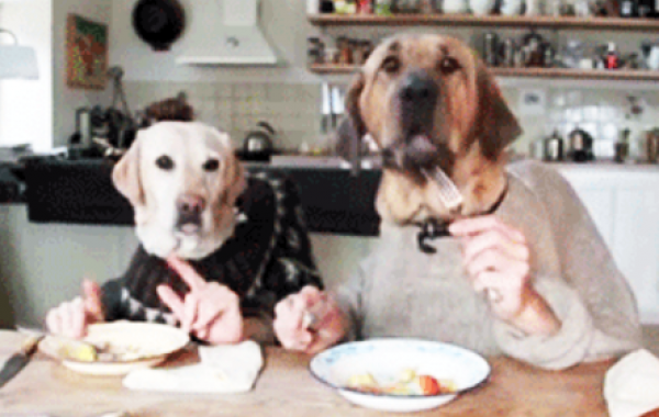 16 доказательств того, что собака лучший друг человека