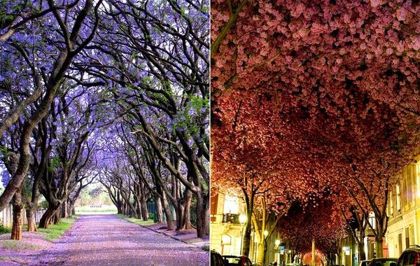 красивые дороги, аллея,  улицы в тени садов и деревьев