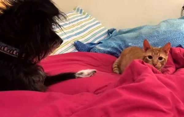 коту помешал пёс, напасть на хозяина коту помешал пёс