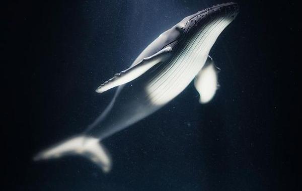 Амр Элшами, Amr Elshamy, фотографии дикой природы в своей спальне, подводные фотографии в своей комнате