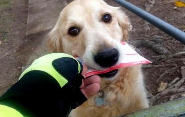 собака любит получать почту, собака Пиппа, почтальон импровизирует дать почту собаке