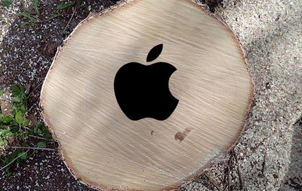 лесорубы обнаружили логотип Apple, логотип Apple на срубе берёзы