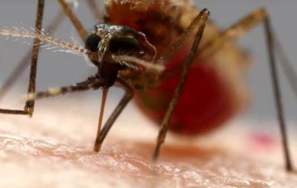 как комары сосут кровь, комар пьёт кровь видео