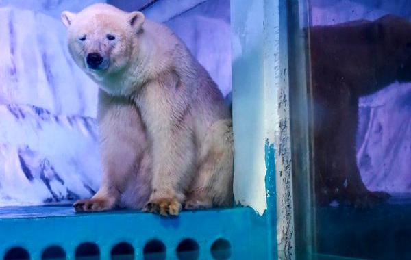 Самый грустный полярный медведь в мире, белый медведь Пицца