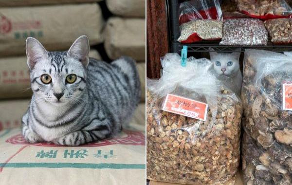 кошки в магазинах Китая, кошки в магазинах Гонконга