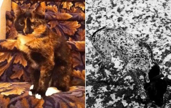 животные мастера камуфляжа, животный камуфляж 