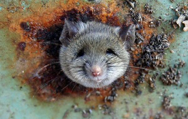 крыса застряла в мусорке, смешная морда крысы