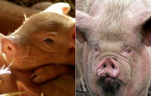 животные становятся страшными с возрастом, повзрослевшие животные, взрослые животные