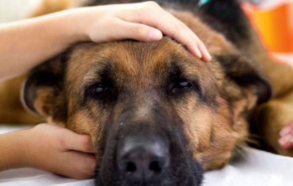 жуки в пасти собаки, божьи коровки в пасти собаки