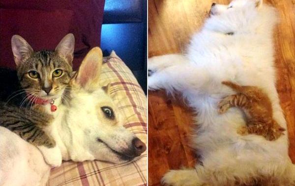 кошки спят на собаках, кошки и собаки, кошка спит на собаке