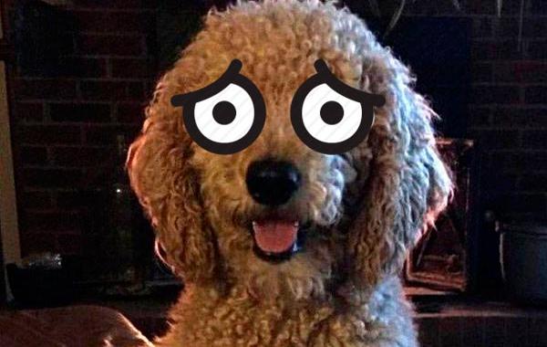 смешная собачья стрижка, смешная стрижка собаки