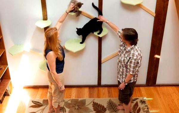 дом для семи кошек, кошкофицированный дом, дом для кошек из дерева