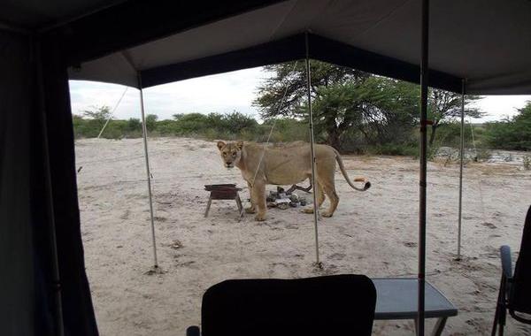 львицы облизывают палатку, проснулась и увидела львиц, львицы облизывают палатку видео