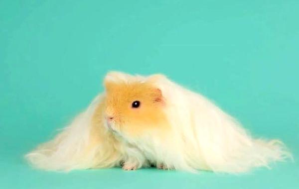 Морская свинка с шикарной шевелюрой, морская свинка с красивыми волосами