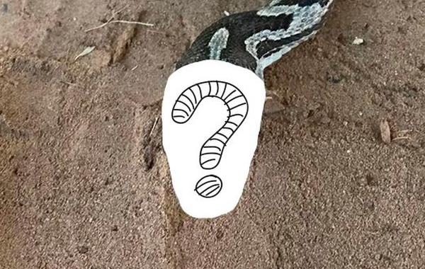 хипстерская змея, змея с усами и очками