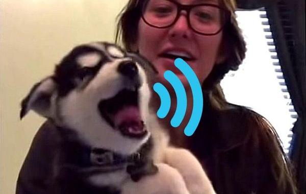 собачий язык, щенок хаски разговаривает, разговаривающий хаски, как звучит собачий язык