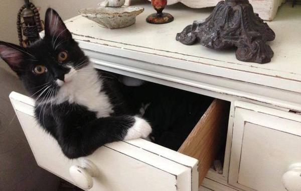 кот прячется в ящике комода, кот спрятался в ящик