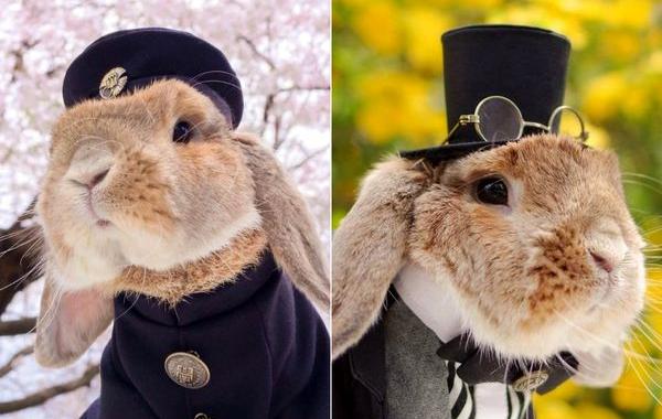кролик PuiPui, самый стильный кролик во всём интернете