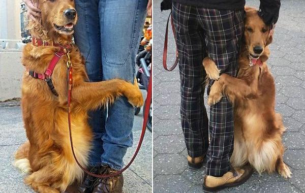 собака обнимашки, Лубутина, Луби, собака любит обнимашки