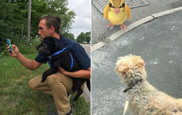 игроки pokemon go выгуливают собак