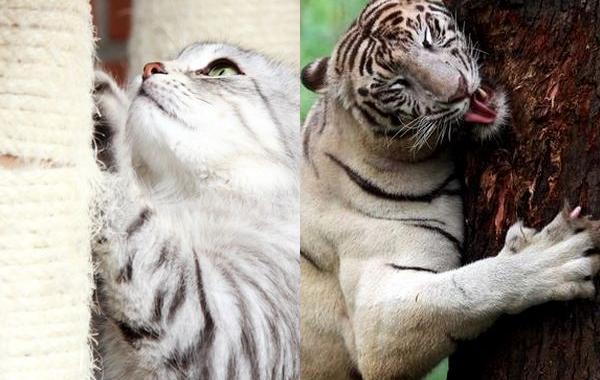 кот на самом деле тигр, чем похожи коты и тигры, что общего у котов и тигров