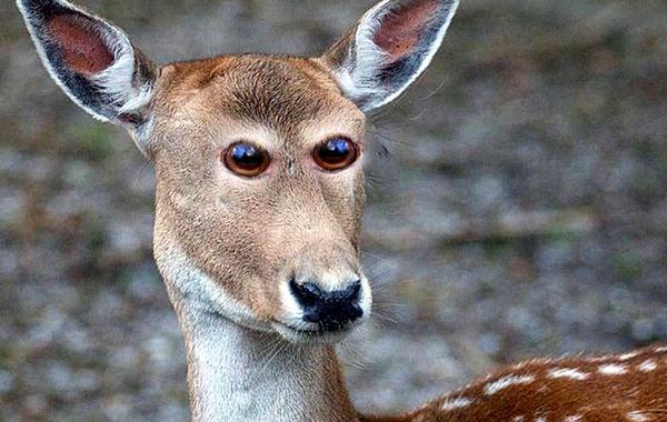 животные с глазами расположенными как у людей, животные с глазами в передней части морды