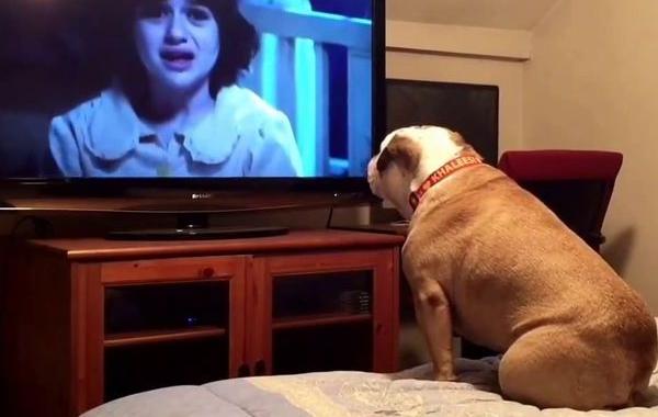 бульдог смотрит фильмы ужасов, бульдог Кхалиси, бульдог защищает фильмы ужасов