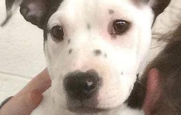 собака с селфи на ухе, собака с собственным изображением на ухе