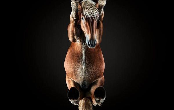 как выглядят лошади снизу, Андриус Бурба, Andrius Burba, Under-Horse, 
