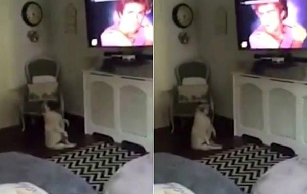 бульдог танцует под музыкальный клип, бульдог не может перестать танцевать, собака танцует