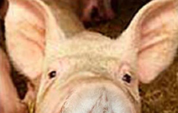 разглядеть спрятанное животное на фото