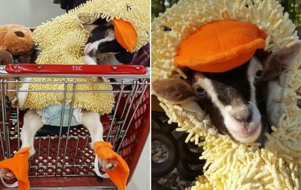 коза в костюме утки, коза в смешных костюмах