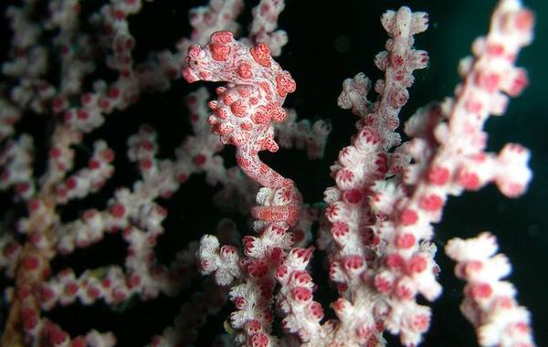 природный камуфляж маскировка животных, камуфляж у животных