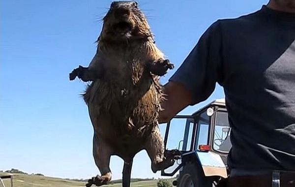 как кричит сурок, сурок кричит как женщина, сурок кричит видео