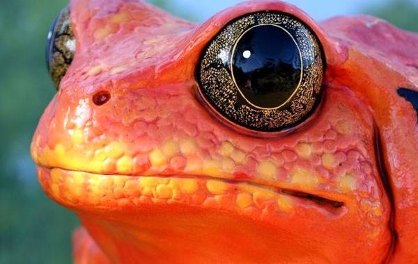 макрофотографии глаз, фотографии глаз близко, глаза животных фото