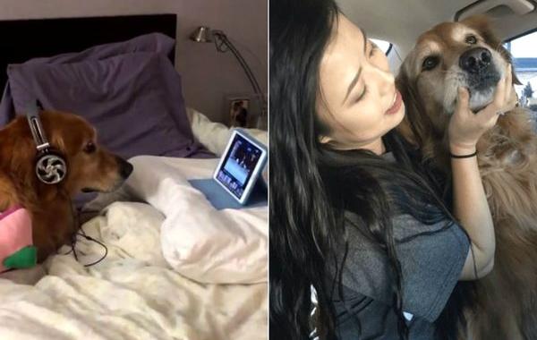 собака в наушниках смотрит видео, собака когда боится наушники и смотрит видео с собаками