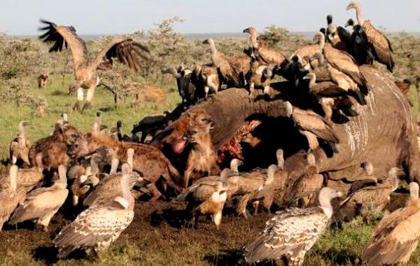 Гиена спряталась в туше мертвого слона