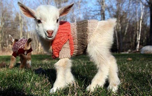 Козлята в свитерках, козы в свитерах