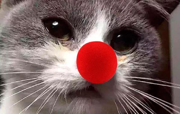 нос кошки после встречи с пчелой, кошку в нос ужалила пчела, нос кошки опух ужалила пчела